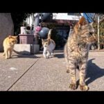 渡船場前の猫屋敷に行ったら…猫たちがゾロゾロ出てきて天国だった😺(YouTube)