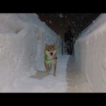 記録的大雪後、除雪が進んだ青森で柴犬と雪道を歩くと…(YouTube)