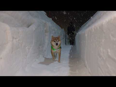 記録的大雪後、除雪が進んだ青森で柴犬と雪道を歩くと…(YouTube)