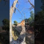 木の上から慌てて逃げる三毛猫ちゃん #猫 #ねこ #cat(YouTube)