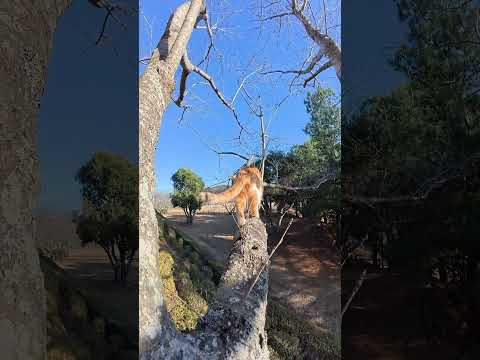 木の上から慌てて逃げる三毛猫ちゃん #猫 #ねこ #cat(YouTube)