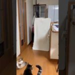 消えたぁー！(YouTube)