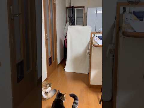 消えたぁー！(YouTube)