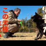【甲斐犬の真実】間違いだらけの犬種情報(YouTube)
