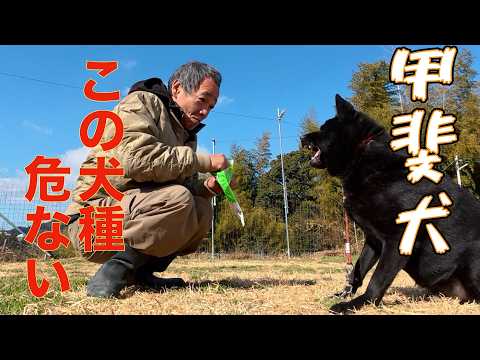 【甲斐犬の真実】間違いだらけの犬種情報(YouTube)