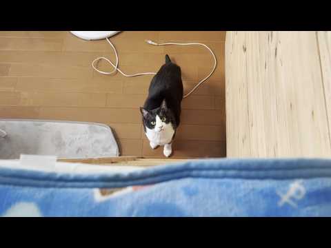 みんながくつろいでるところにお父さんを招待してあげる猫(YouTube)