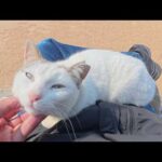 甘えん坊のキジシロ猫をひざに乗せると、なかなか降りてくれない(YouTube)