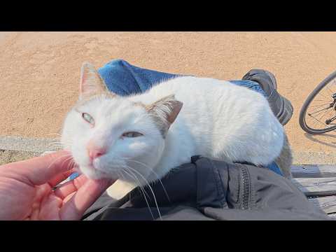 甘えん坊のキジシロ猫をひざに乗せると、なかなか降りてくれない(YouTube)