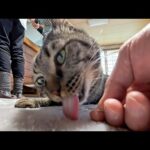 【猫旅館】チェックイン後17時からロビーでちゅーるパーティー開催🐱(YouTube)