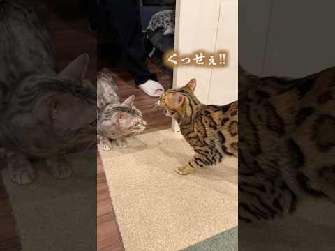 病院の匂いがついた相方にキレ散らかす猫　#ベンガル #ルトロゼ #猫(YouTube)