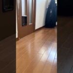 ひでよしぃ〜(YouTube)