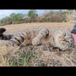 喧嘩をするいかつい猫達をモフると、ゴロニャンと脱力した(YouTube)