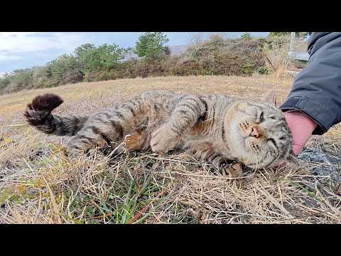 喧嘩をするいかつい猫達をモフると、ゴロニャンと脱力した(YouTube)