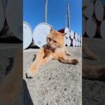 尻尾を念入りにナメナメする茶トラ猫 #猫 #ねこ #cat(YouTube)