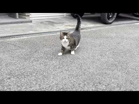 お母さんは踏み台にして、お父さんはお見送りする猫(YouTube)
