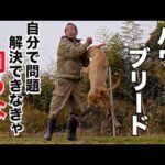 【パワーブリード】噛むとか喧嘩するぐらいで人に相談するスキルでは飼うな！(YouTube)