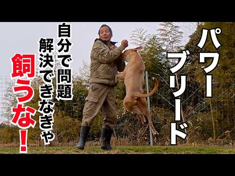 【パワーブリード】噛むとか喧嘩するぐらいで人に相談するスキルでは飼うな！(YouTube)