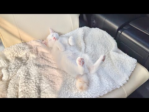 新入り子猫と初めてドライブしたら後部座席でこうなっちゃってました…笑(YouTube)