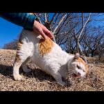 東屋で寝ていた猫ちゃん、起きて駆け寄ってきた(YouTube)