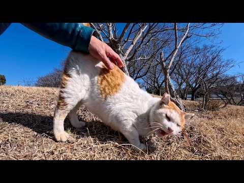 東屋で寝ていた猫ちゃん、起きて駆け寄ってきた(YouTube)