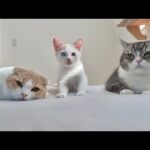 盛大に寝坊したらお腹を空かせた猫たちが枕元でこうなってました…汗(YouTube)