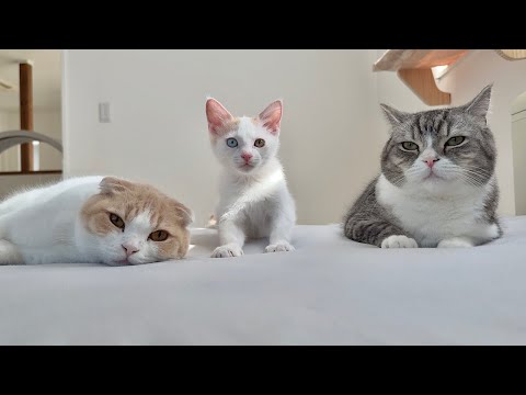 盛大に寝坊したらお腹を空かせた猫たちが枕元でこうなってました…汗(YouTube)