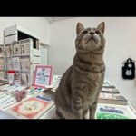 猫の細道でクタクタ…ふらっと入ったカフェに“看板猫”がいて一瞬で癒やされた(YouTube)