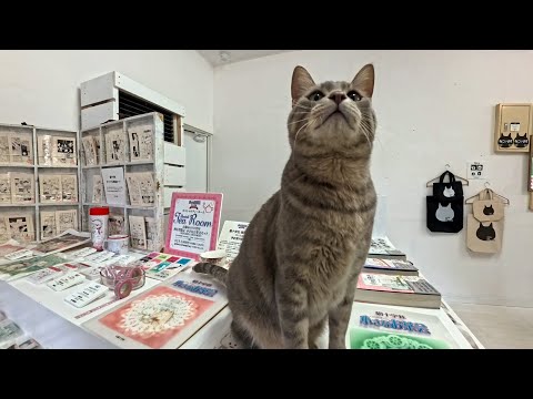 猫の細道でクタクタ…ふらっと入ったカフェに“看板猫”がいて一瞬で癒やされた(YouTube)