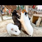 エサが美味しすぎるあまり、取り合いを始めるモルモットたちが可愛すぎる【スティックセニョール】(YouTube)