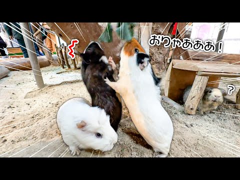 エサが美味しすぎるあまり、取り合いを始めるモルモットたちが可愛すぎる【スティックセニョール】(YouTube)