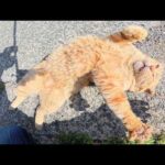 耳折れの茶トラ猫がお腹を丸出しにしてお出迎えしてくれた(YouTube)