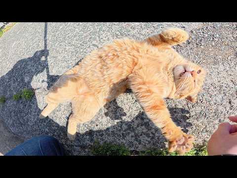 耳折れの茶トラ猫がお腹を丸出しにしてお出迎えしてくれた(YouTube)