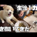 超未熟児で産まれた結果、人のサポートが必要な子犬達をお迎えしました…(YouTube)