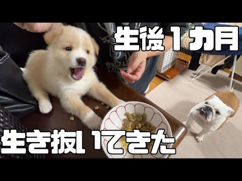 超未熟児で産まれた結果、人のサポートが必要な子犬達をお迎えしました…(YouTube)