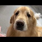 アムロにブラシを見せると…？(YouTube)