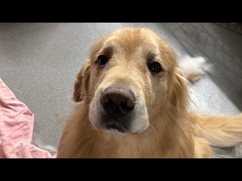 アムロにブラシを見せると…？(YouTube)