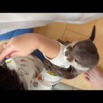 カワウソと子供のかくれんぼ！ Otter and Child Hide-and-Seek!(YouTube)