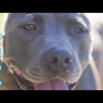 【ピットブル】とっつぁんのご報告と今後(YouTube)