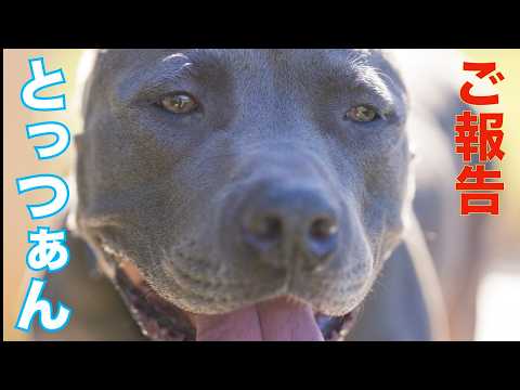【ピットブル】とっつぁんのご報告と今後(YouTube)
