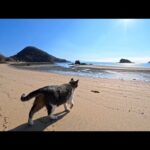 誰もいない冬の海水浴場で、人懐っこすぎる猫と奇跡の出会い(YouTube)