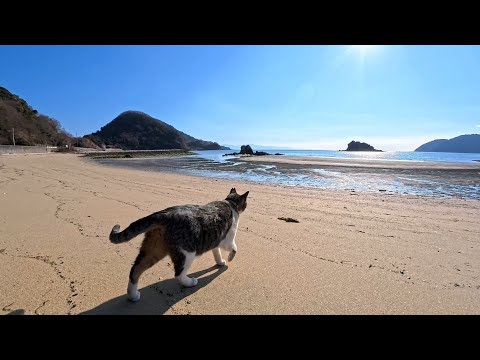 誰もいない冬の海水浴場で、人懐っこすぎる猫と奇跡の出会い(YouTube)