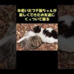 年老いたブチ猫ちゃんが新しくできたお友達にくっついて眠る #猫 #ねこ #cat(YouTube)