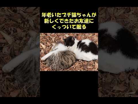 年老いたブチ猫ちゃんが新しくできたお友達にくっついて眠る #猫 #ねこ #cat(YouTube)