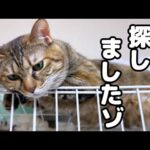 突然妹猫が消えたと思い探して見つけると離れなくなった姉猫が可愛すぎました…(YouTube)