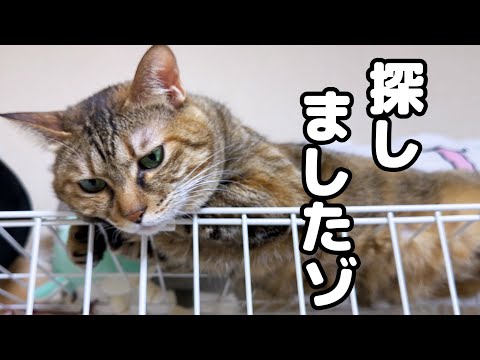 突然妹猫が消えたと思い探して見つけると離れなくなった姉猫が可愛すぎました…(YouTube)