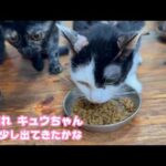 頑張って！キュウちゃん 食欲少し出てきたかな  2026 02 28 2(YouTube)