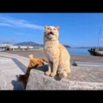 猫島の港の防波堤に集まってきた猫さんたちがかわいすぎた(YouTube)