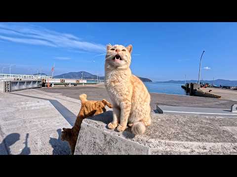 猫島の港の防波堤に集まってきた猫さんたちがかわいすぎた(YouTube)