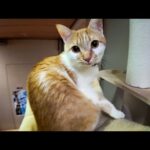 【今週の感動猫動画 2026/2/2w】今週撮った未公開猫動画まとめて公開-unreleased video of this week(YouTube)