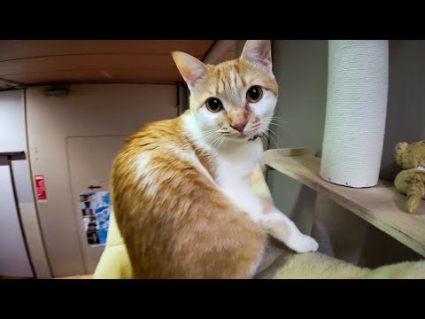 【今週の感動猫動画 2026/2/2w】今週撮った未公開猫動画まとめて公開-unreleased video of this week(YouTube)